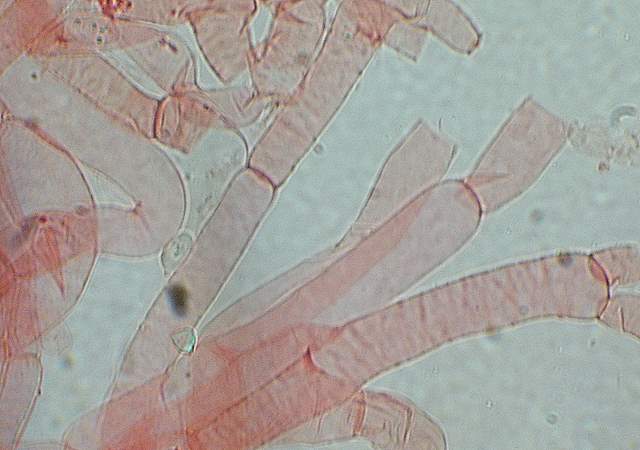 I  Funghi  dopo  l''Uragano